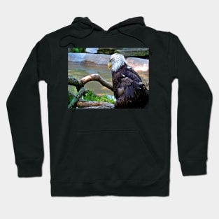 Bald Eagle Hoodie